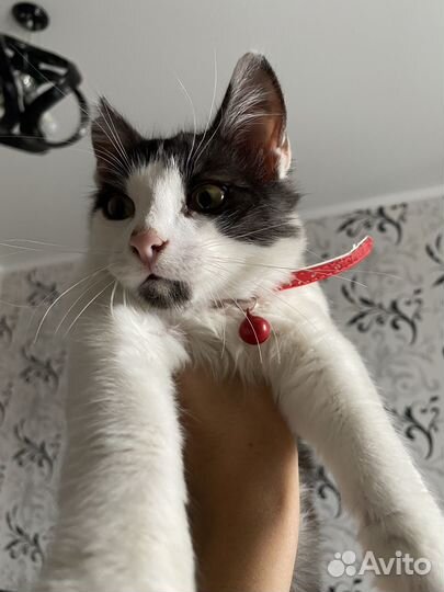 Котик в добрые руки