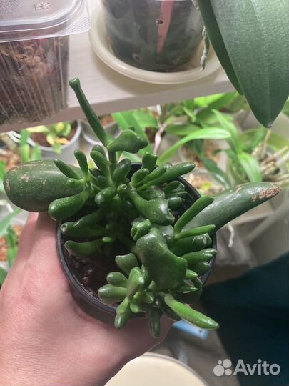 Комнатные растения