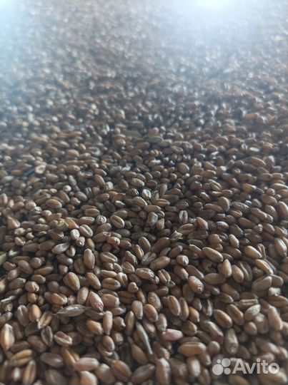 Пшеница фуражная