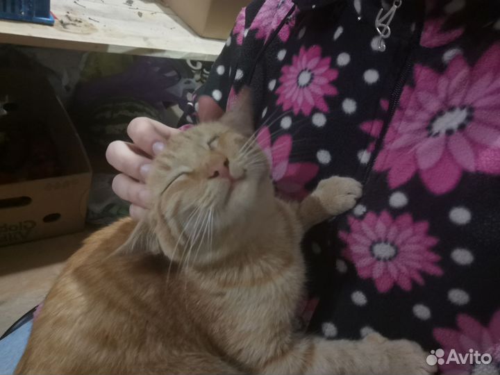 Кошка в дар бесплатно