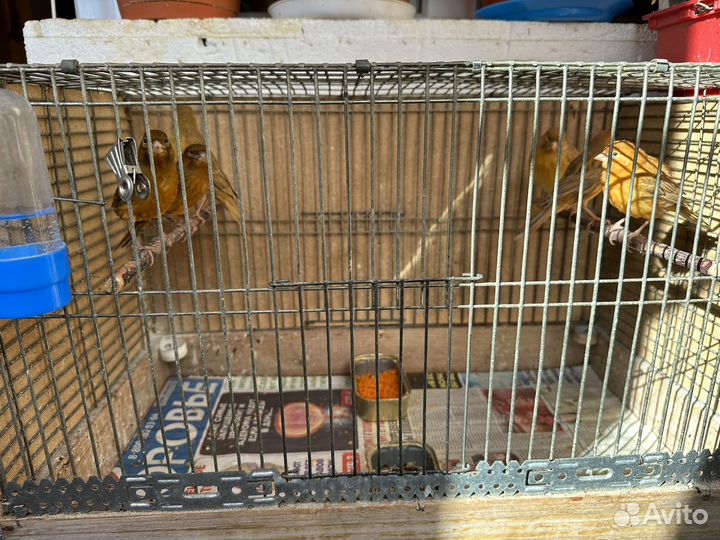 Кенара и канарейки