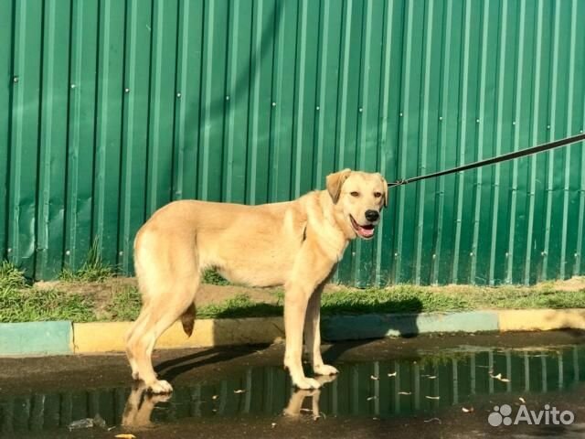 Нежная Соланж в добрые руки