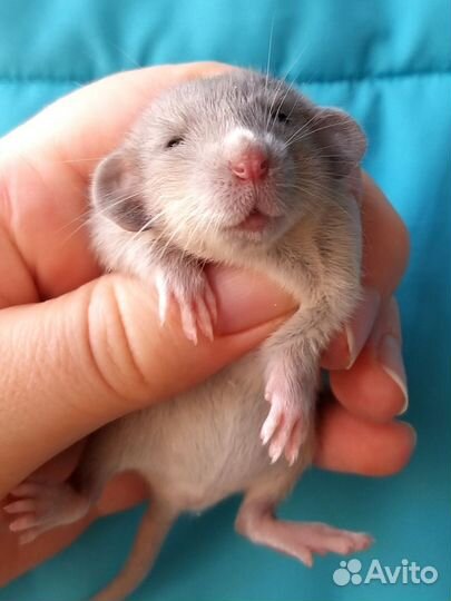 Крысята дамбо девчонки