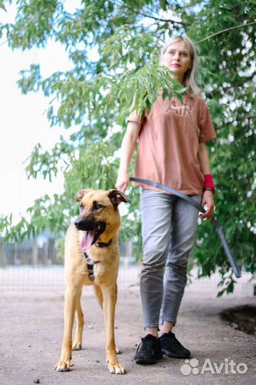 Очаровательный пёс из приюта в дар