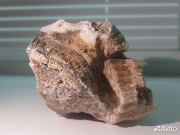 Окаменелая губка Хететес