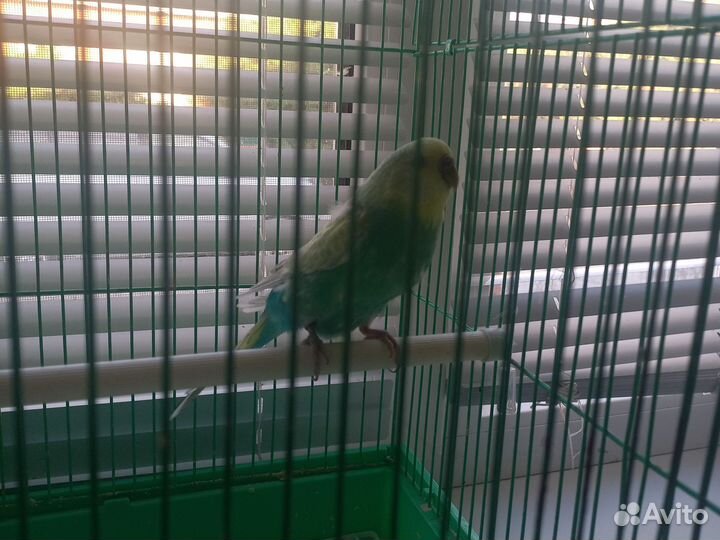 Волнистый попугайчик,самочка