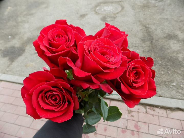 Розы Эквадор. Супер сорт