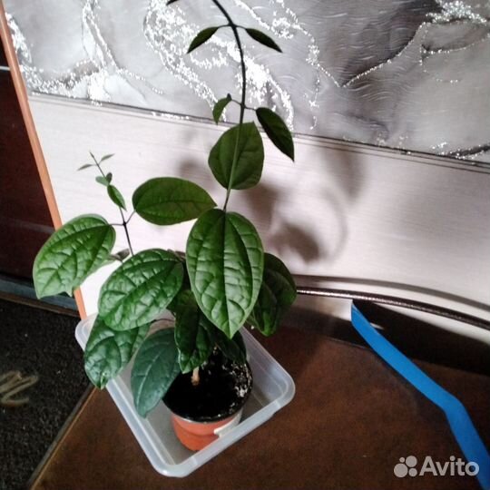 Клеродендрум мадам Томпсон