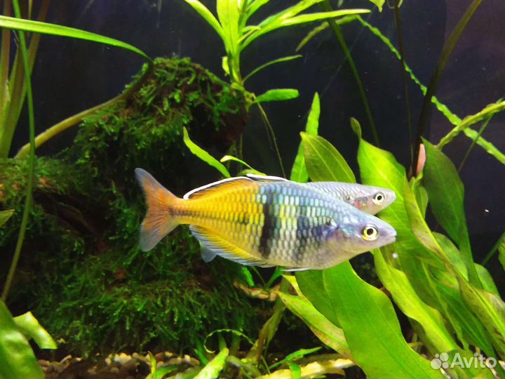 Радужница Боэсмана, Гуппи голубая, криветки вишня