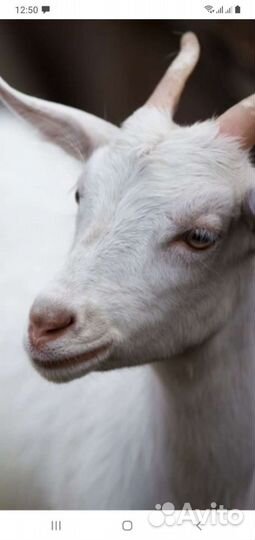 Коза и козлята