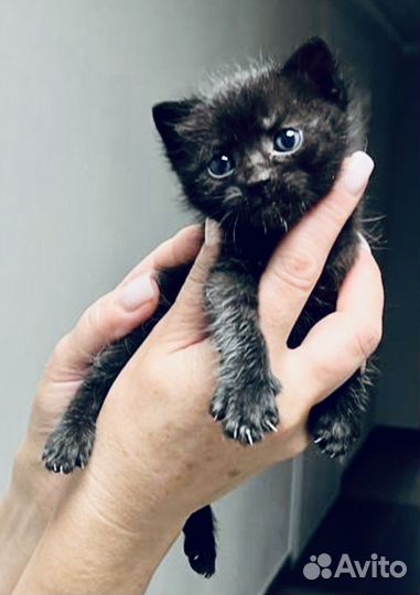 Котятки лапуси