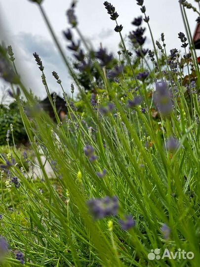 Цветы садовые