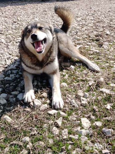 Метис лайки (девочка)