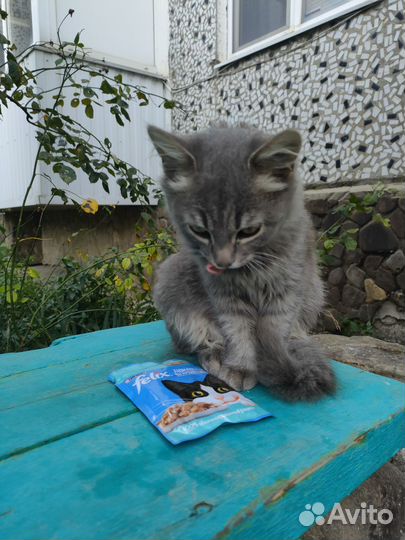 Кошечка в добрые руки