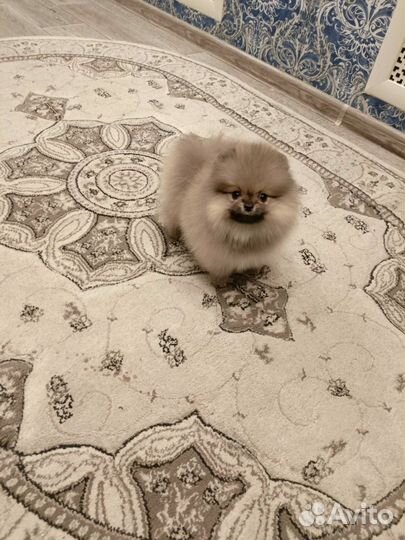 Померанчик