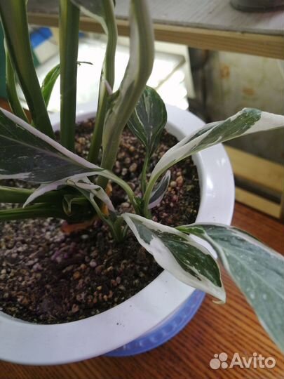 Спатифиллум домино тайский