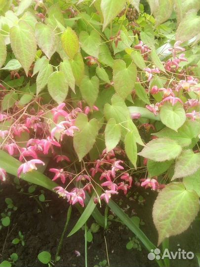 Цветы для тени