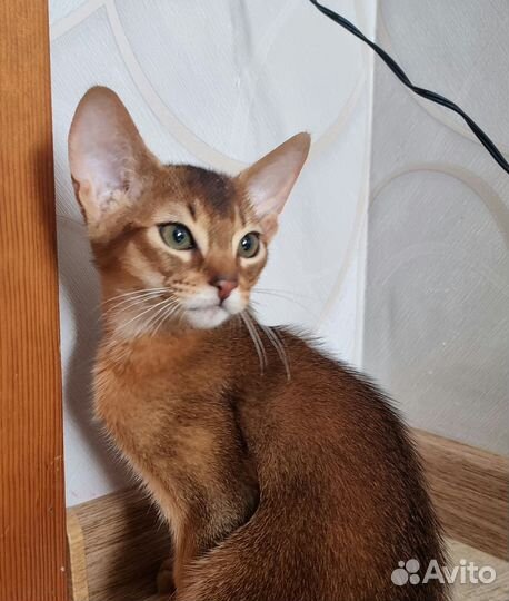 Абиссинская кошка
