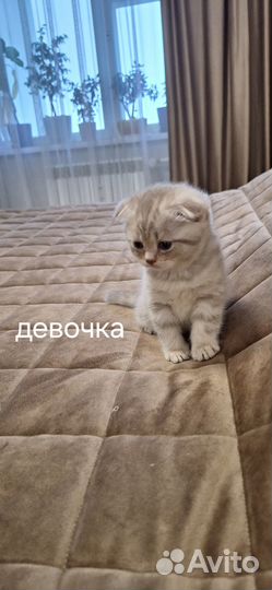 Шотландские вислоухие котята