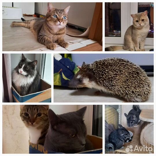 Зооняня, присмотр за животными, передержка, выгул