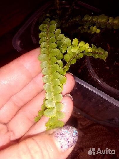 Нефролепис Кордифолия