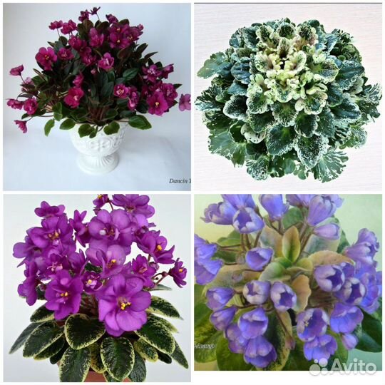 Сортовые фиалки - листики, детки, фиалки