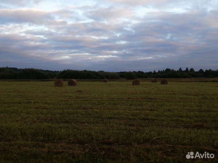 Продам сено в рулонах