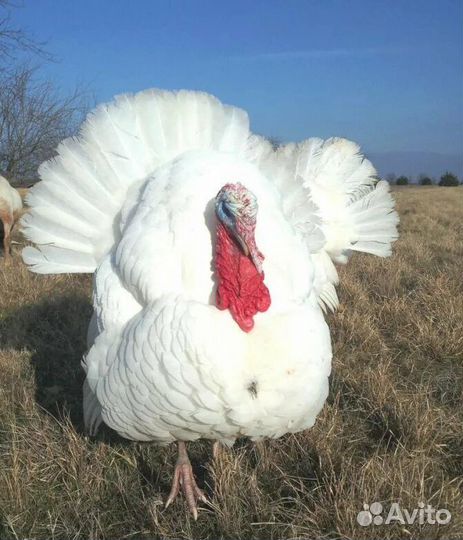 Индюшата цыплята муларды утята гусята