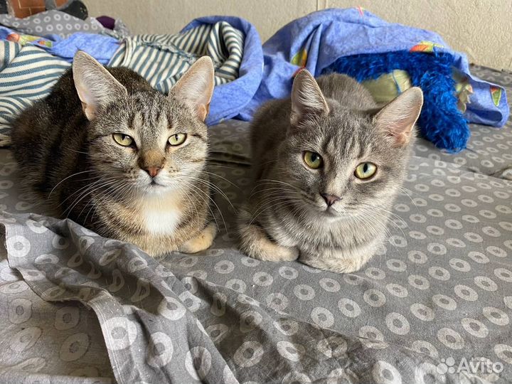 Кошки в добрые руки бесплатно