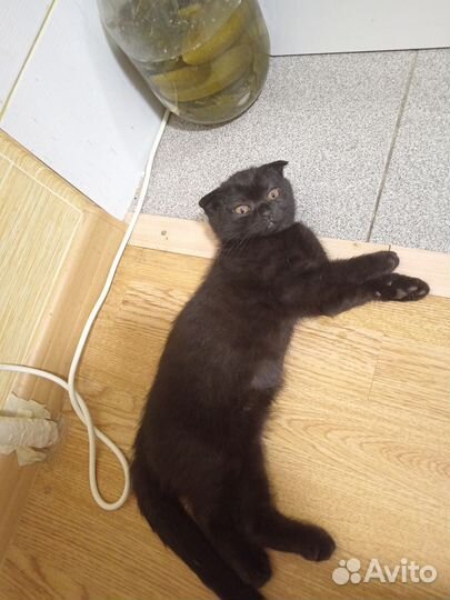 Шотландская