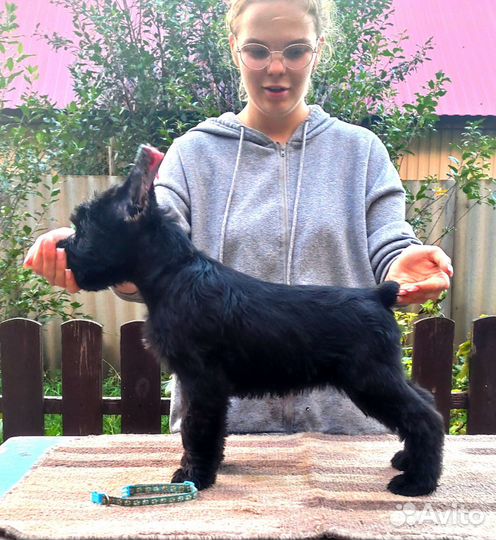 Щенки ризеншнауцера