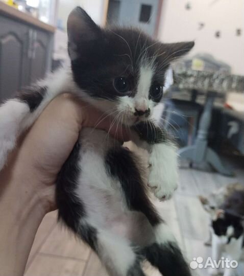 Красивый котёнок ищет дом