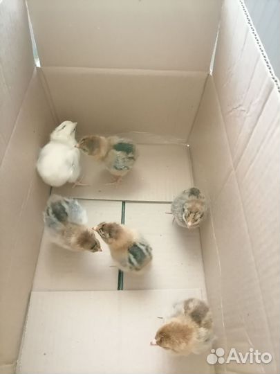 Цыплята породных кур