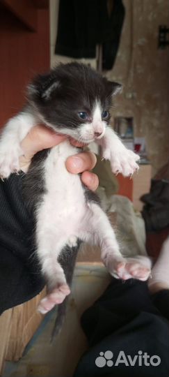 Котятки ищут дом