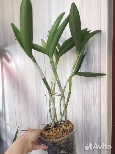 Cattleya Mrs. Mahler