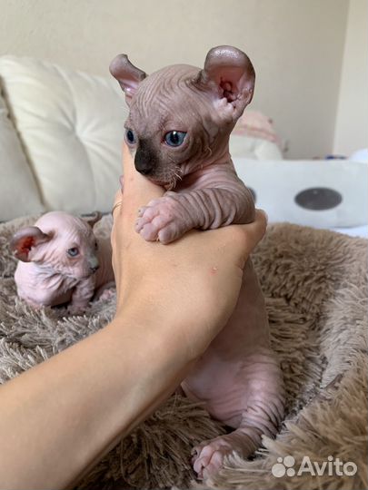 Канадский сфинкс двельф котенок