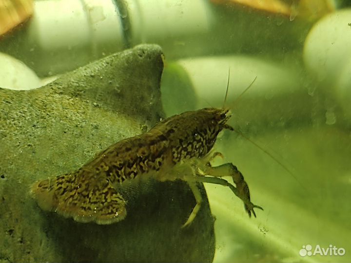 Мраморные раки