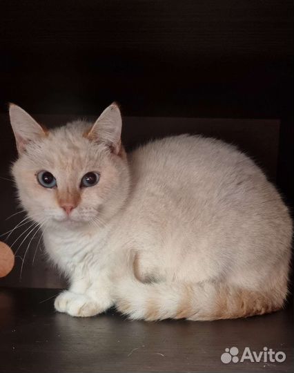 Подари мне дом