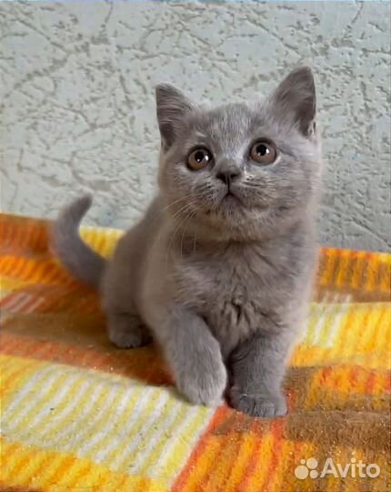 Британские мальчики и девочки