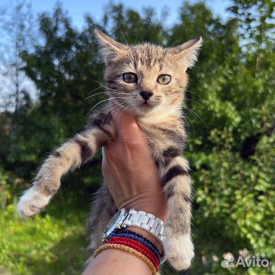 Котенок мраморный девочка