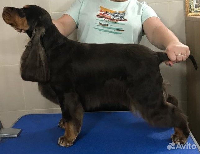 Груминг стрижка собак