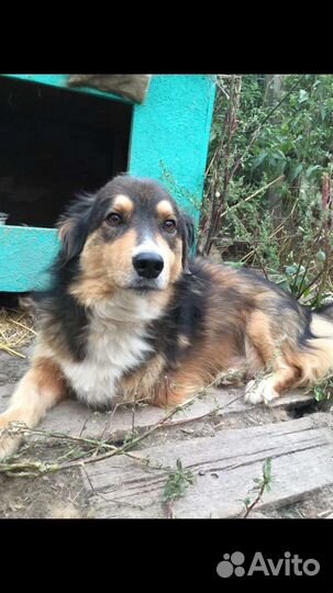 Пёсик в добрые руки