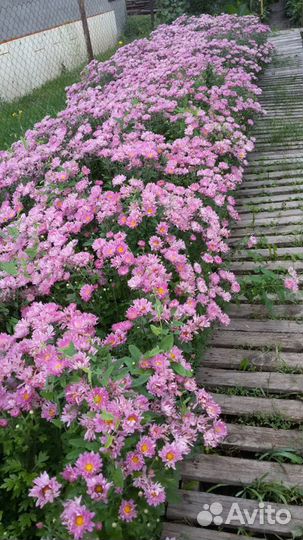 Хризантема огромным кустом