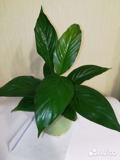 Спатифиллум