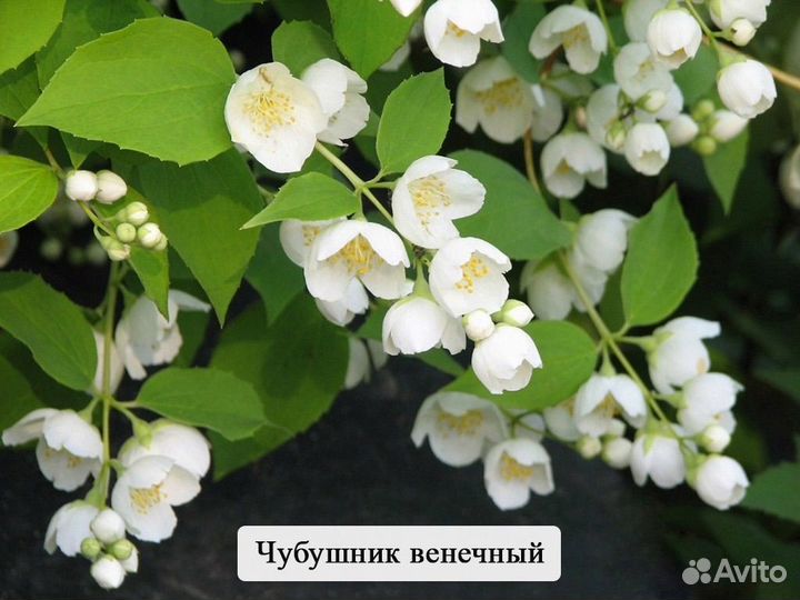 Жасмин чубушник