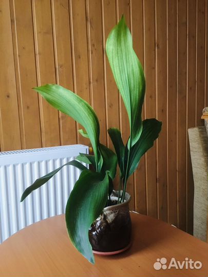 Аспидистра