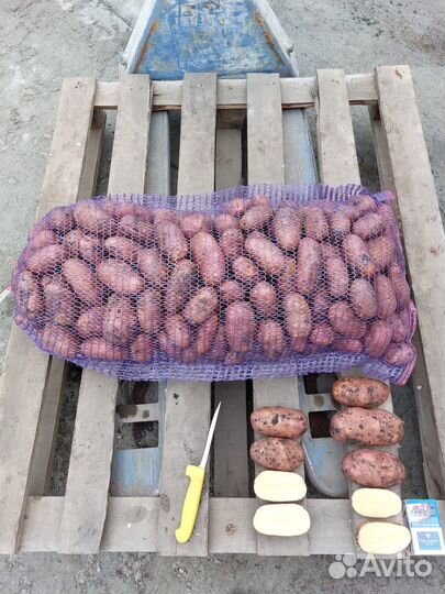 Продам картофель оптом