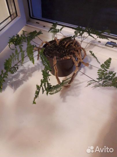 Папоротник Давалия(Зайчьи лапки)