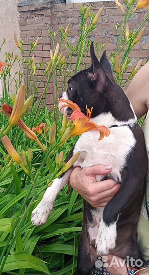 Щенки бостон терьер мальчики