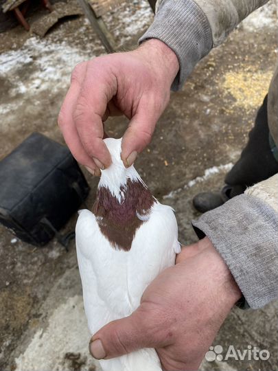 Продажа голубей пермских
